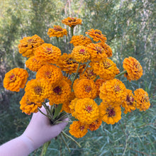 Load image into Gallery viewer, Zinnia - Oklahoma Golden Yellow Seed
