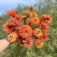 Load image into Gallery viewer, Zinnia - Queen Lime Orange Seed
