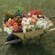 Load image into Gallery viewer, Wheelbarrow filled with colorful flowers on a grassy background
