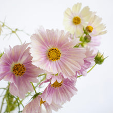 Load image into Gallery viewer, Cosmos - Apricot Lemonade Seed
