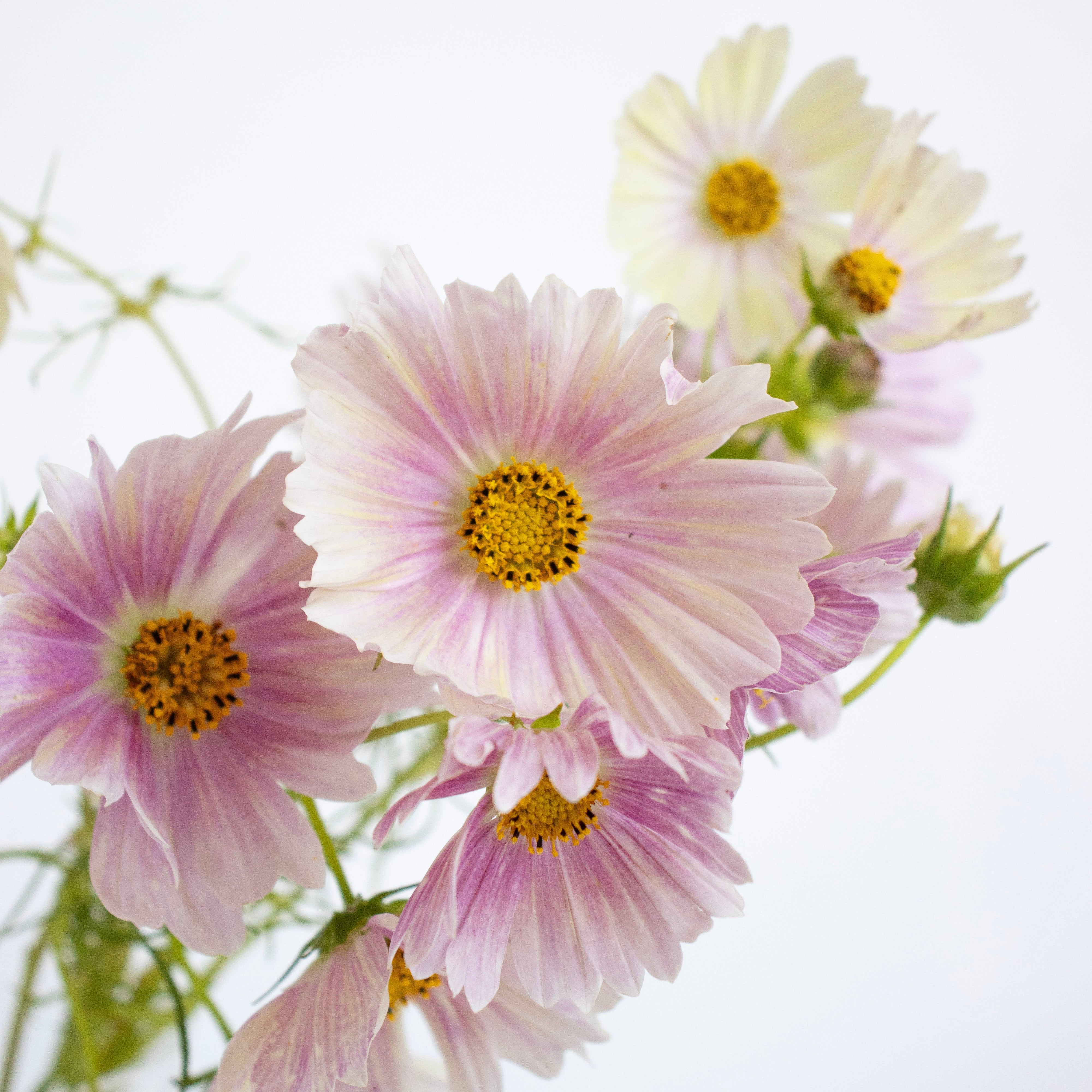 Apricot Lemonade Cosmos - Specialty Cut Flower Seeds in Canada