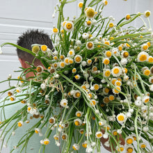 Load image into Gallery viewer, Ammobium - Winged Everlasting Seed
