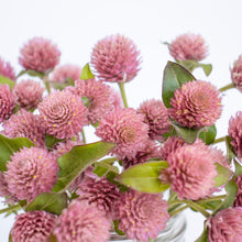 Load image into Gallery viewer, Gomphrena - Raspberry Cream Seed
