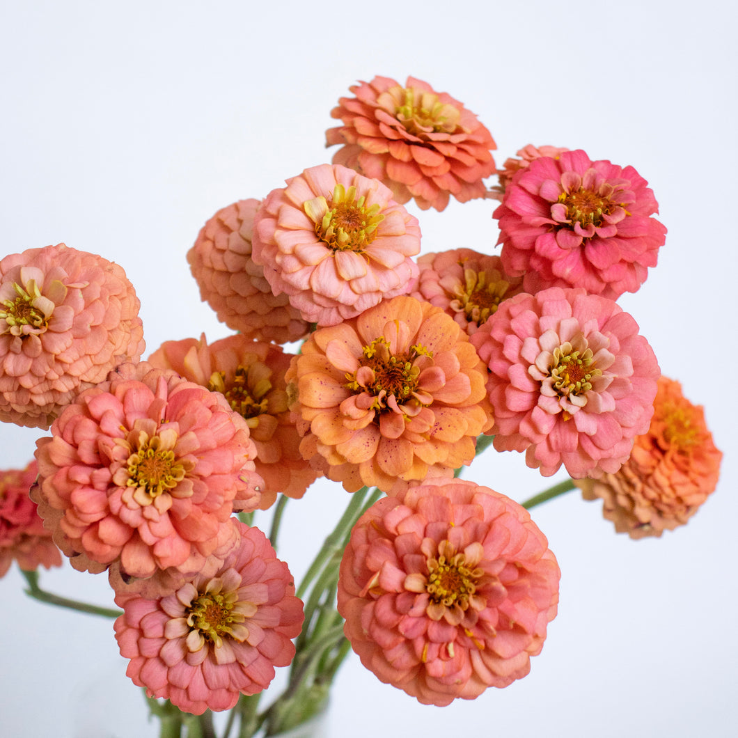 Zinnia - Oklahoma Salmon Seed