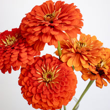 Load image into Gallery viewer, Zinnia - Benary&#39;s Giant Orange Seed
