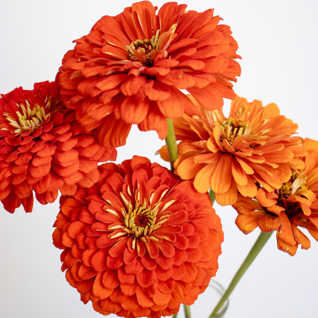 Zinnia - Benary's Giant Orange Seed