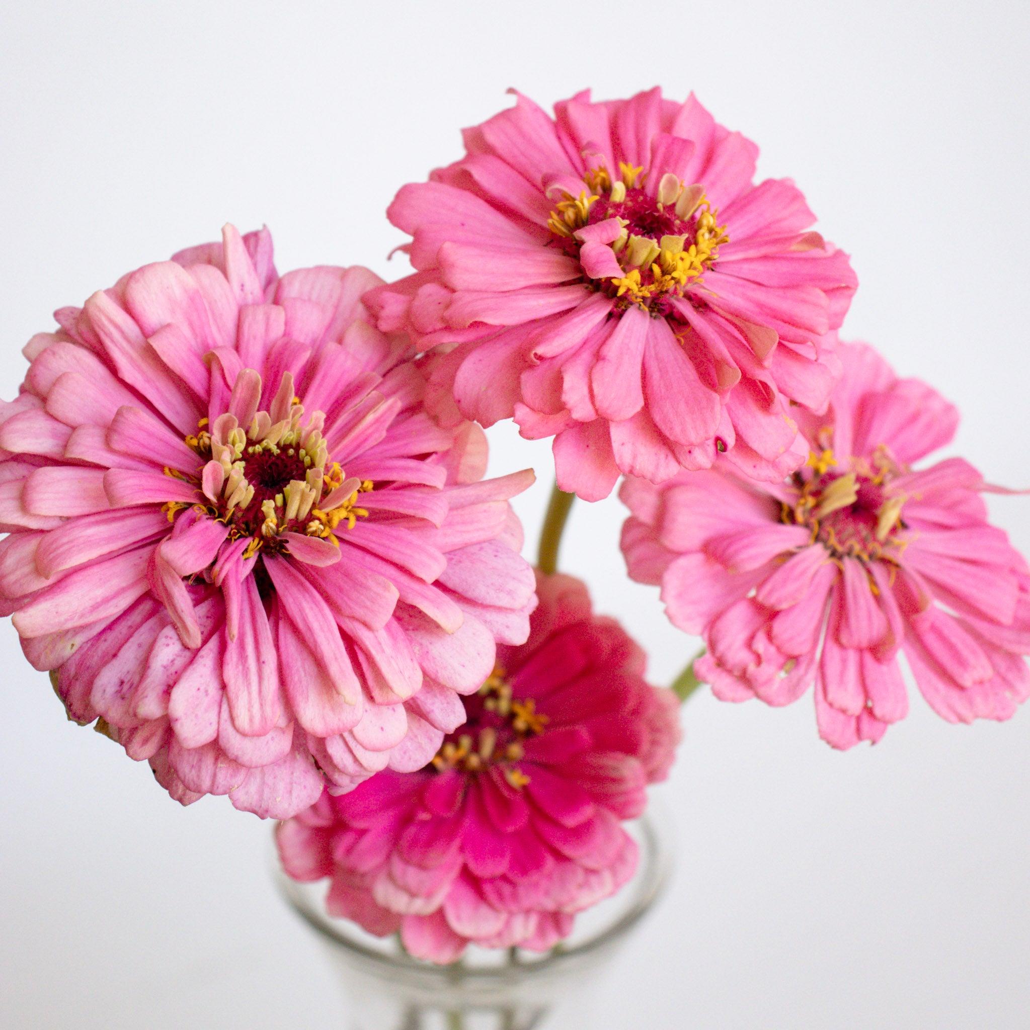 ローズねーさん Shop Cut Flower Seeds - Zinnia - Benary's Giant Bright Pink in