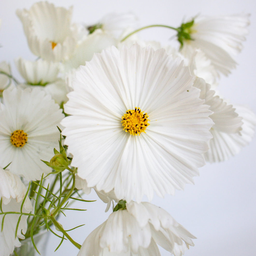 Cosmos - Cupcakes White Seed