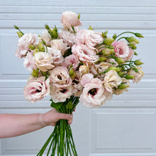 Load image into Gallery viewer, Lisianthus - Arena 3 Baby Pink Seed

