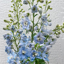 Load image into Gallery viewer, Delphinium - Pacific Giants Summer Skies (Light Blue) Seed
