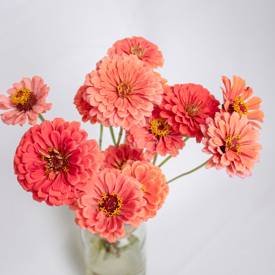 Zinnia - Benary's Giant Salmon Rose Seed