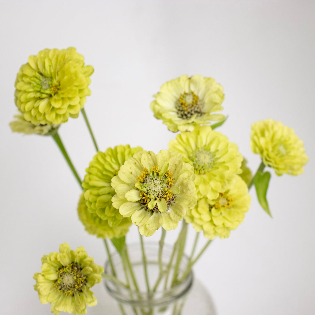 Zinnia - Benary's Giant Lime Seed