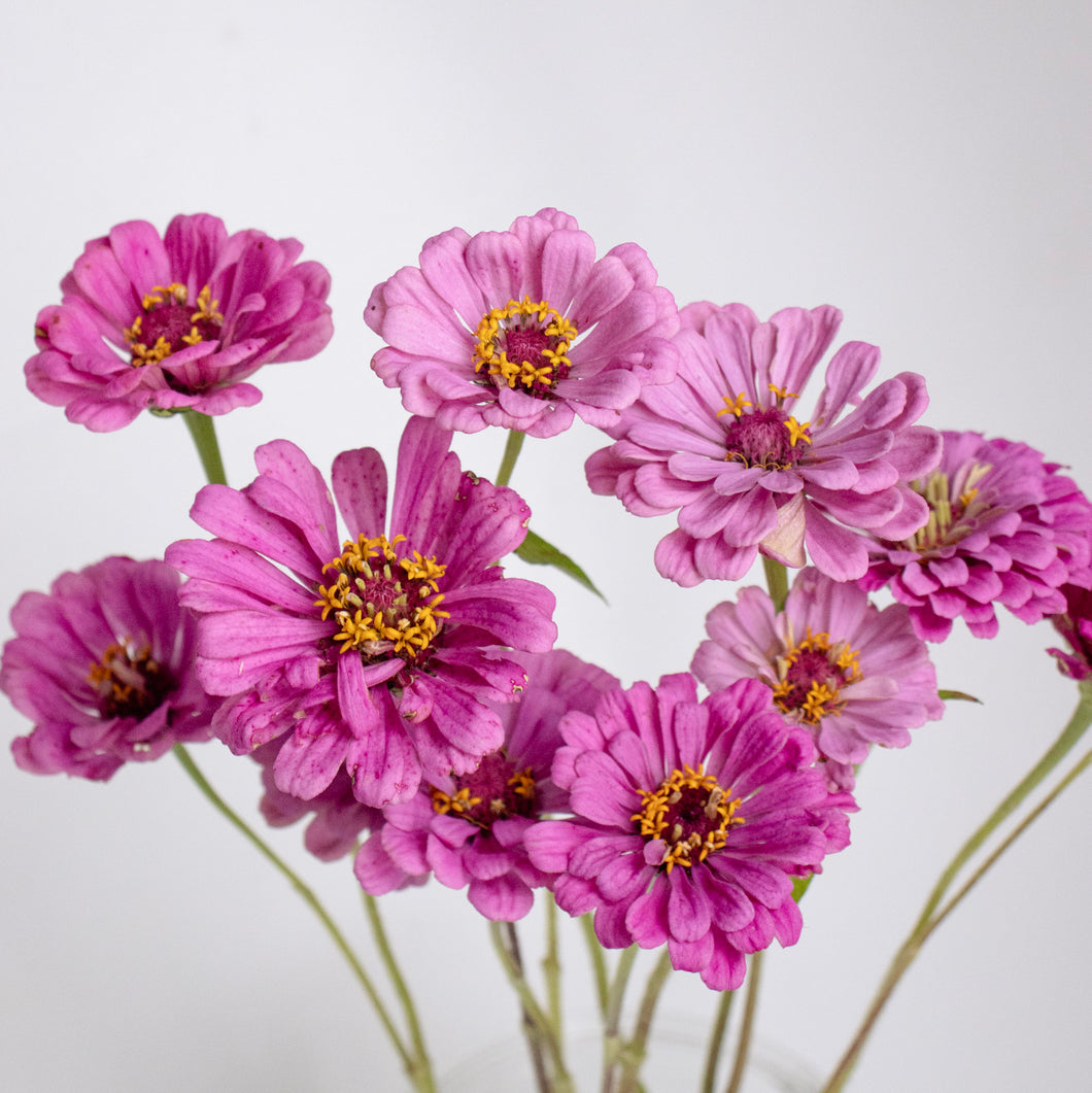 Zinnia - Benary's Giant Lilac Seed