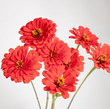 Load image into Gallery viewer, Zinnia - Benary&#39;s Giant Coral Seed
