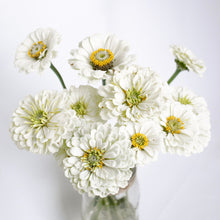 Load image into Gallery viewer, Zinnia - Benary&#39;s Giant White Seed
