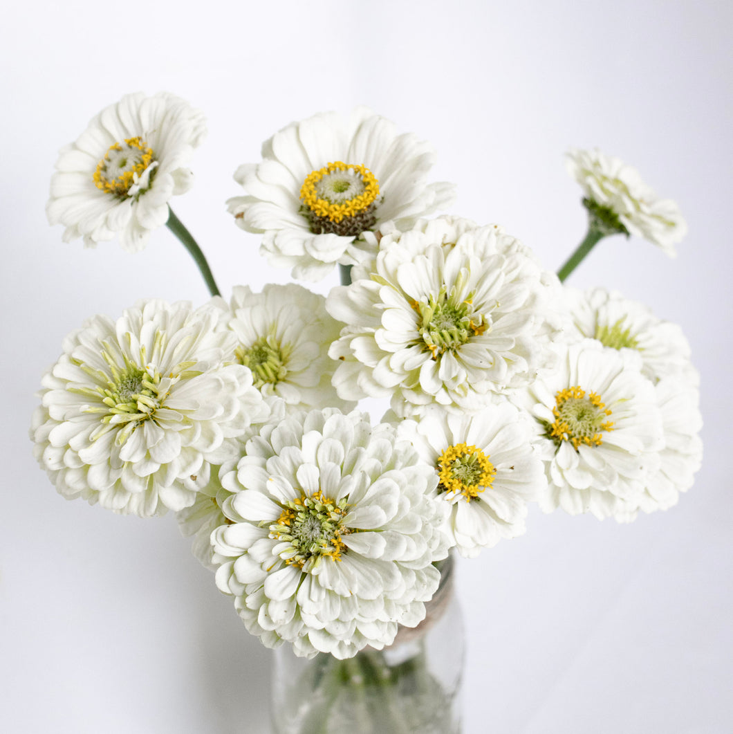 Zinnia - Benary's Giant White Seed
