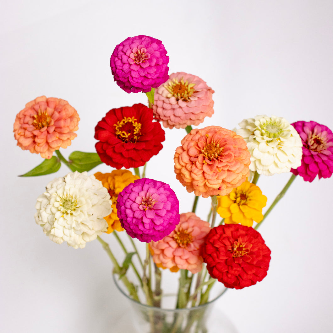 Zinnia - Giant Dahlia Mix Seed