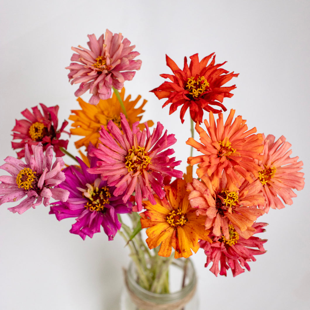 Zinnia - Cactus Cut Flower Mix Seed