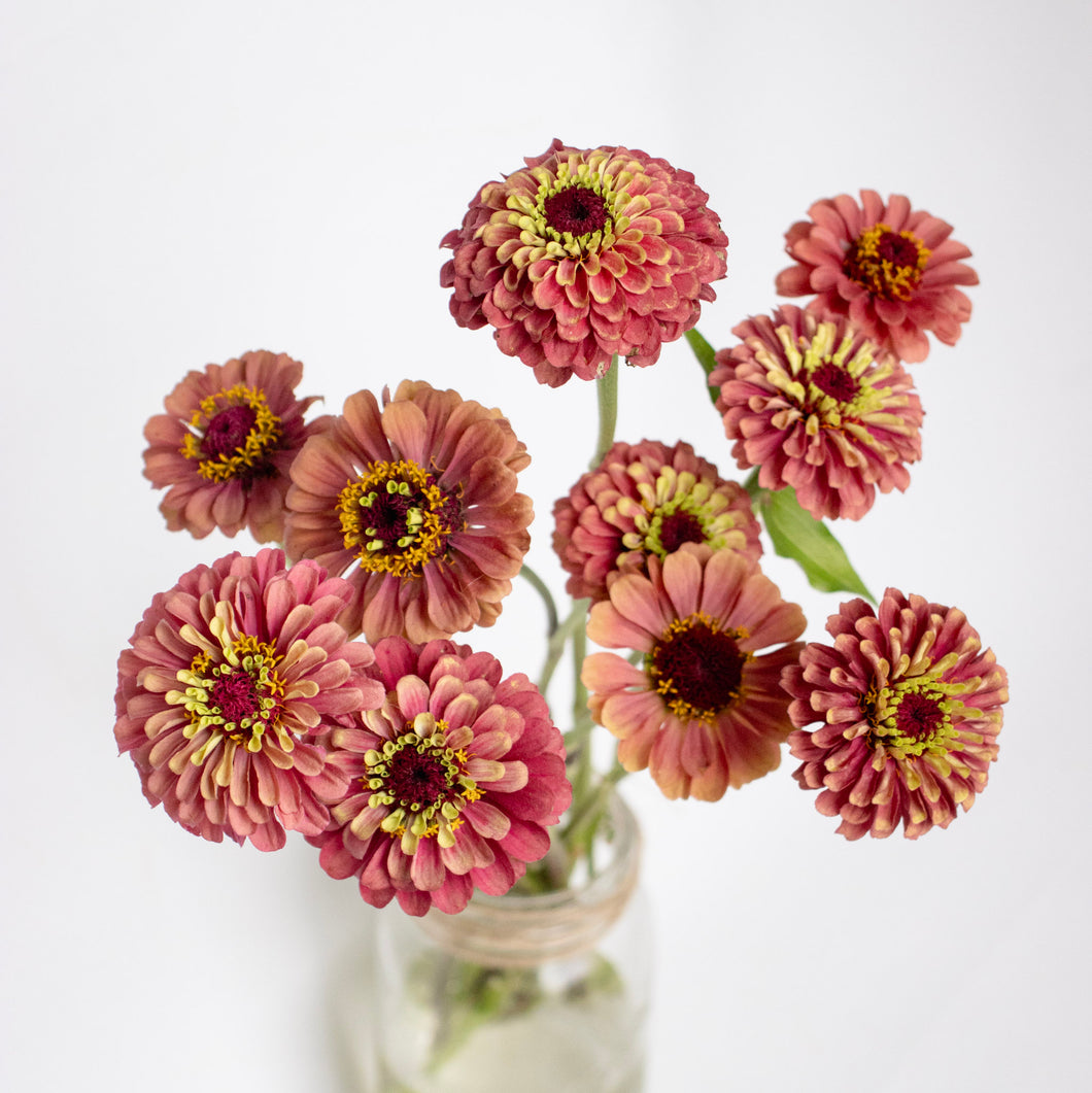 Zinnia - Queen Lime Red Seed