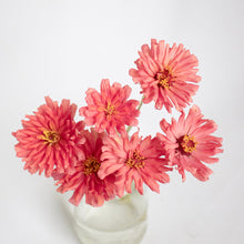Load image into Gallery viewer, Zinnia - Senora Seed
