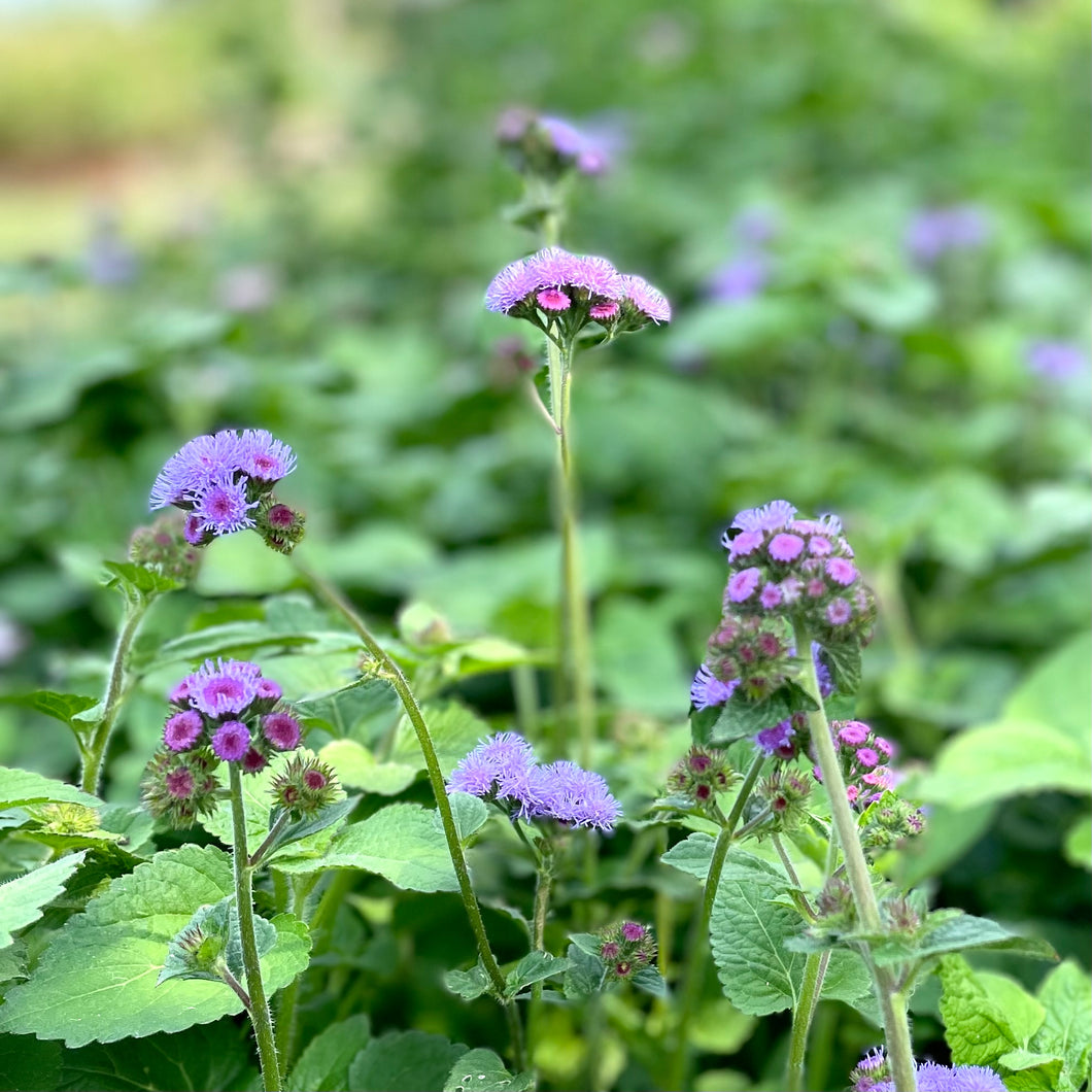 Ageratum - Timeless Mix Seed