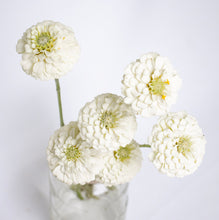Load image into Gallery viewer, Zinnia - Oklahoma White Seed
