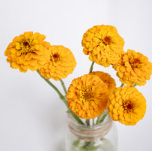 Load image into Gallery viewer, Zinnia - Oklahoma Golden Yellow Seed
