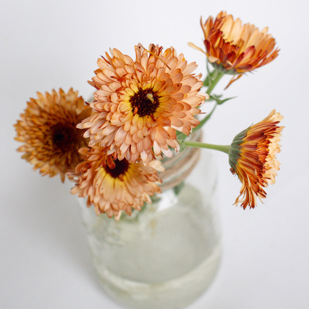 Calendula - Orange Flash Seed