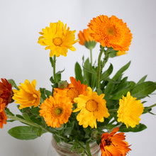 Load image into Gallery viewer, Calendula - Tall Double Cut Mix Seed
