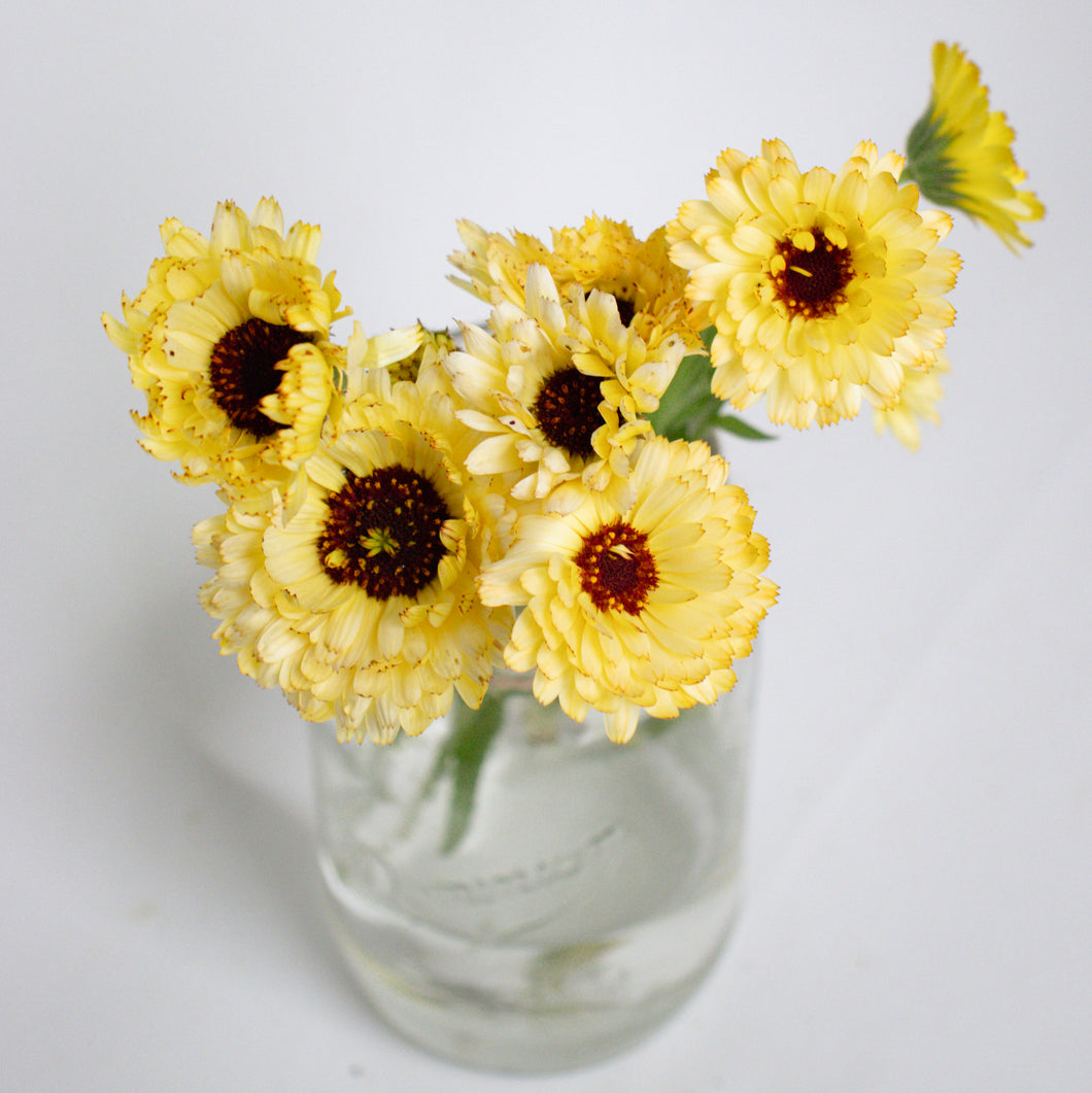 Calendula - Ivory Princess Seed