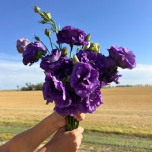 Load image into Gallery viewer, Lisianthus - Voyage 2 Blue Seed
