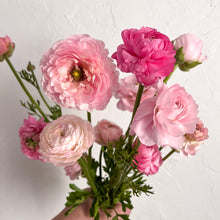 Load image into Gallery viewer, Ranunculus Corms - Half Clone Marshmallow

