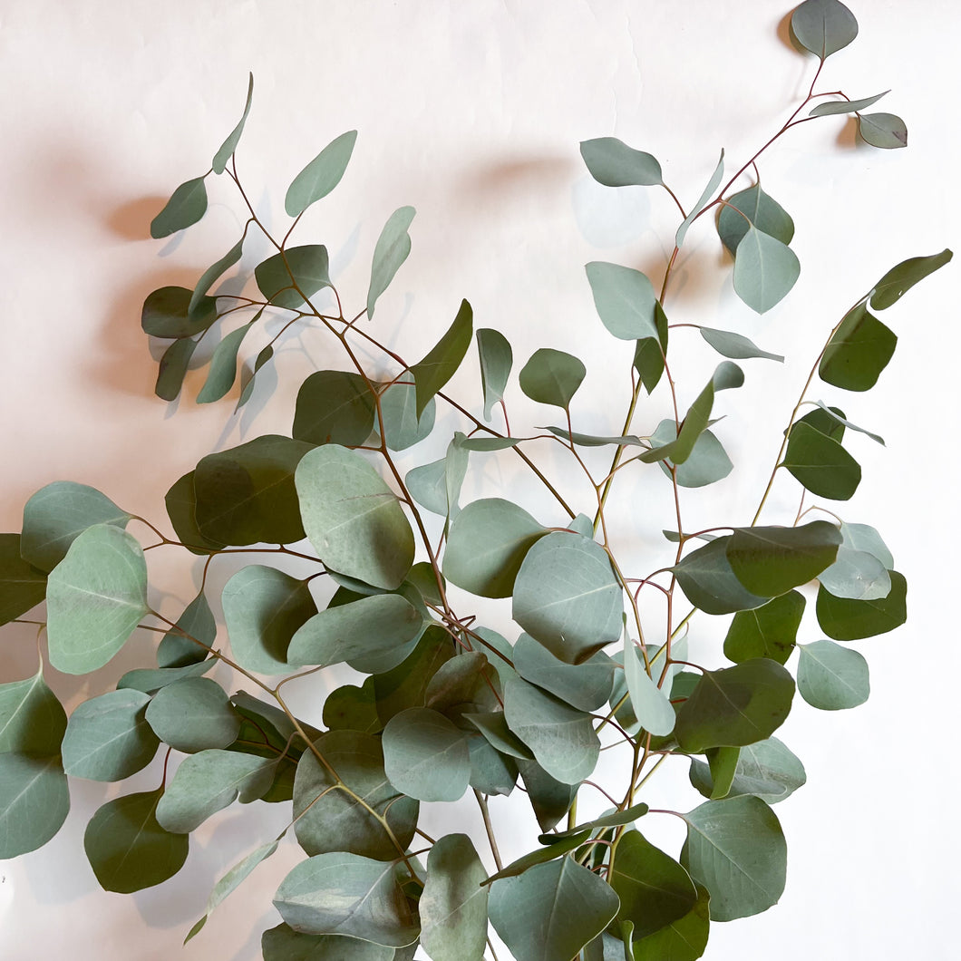 Eucalyptus - Silver Plate Seed