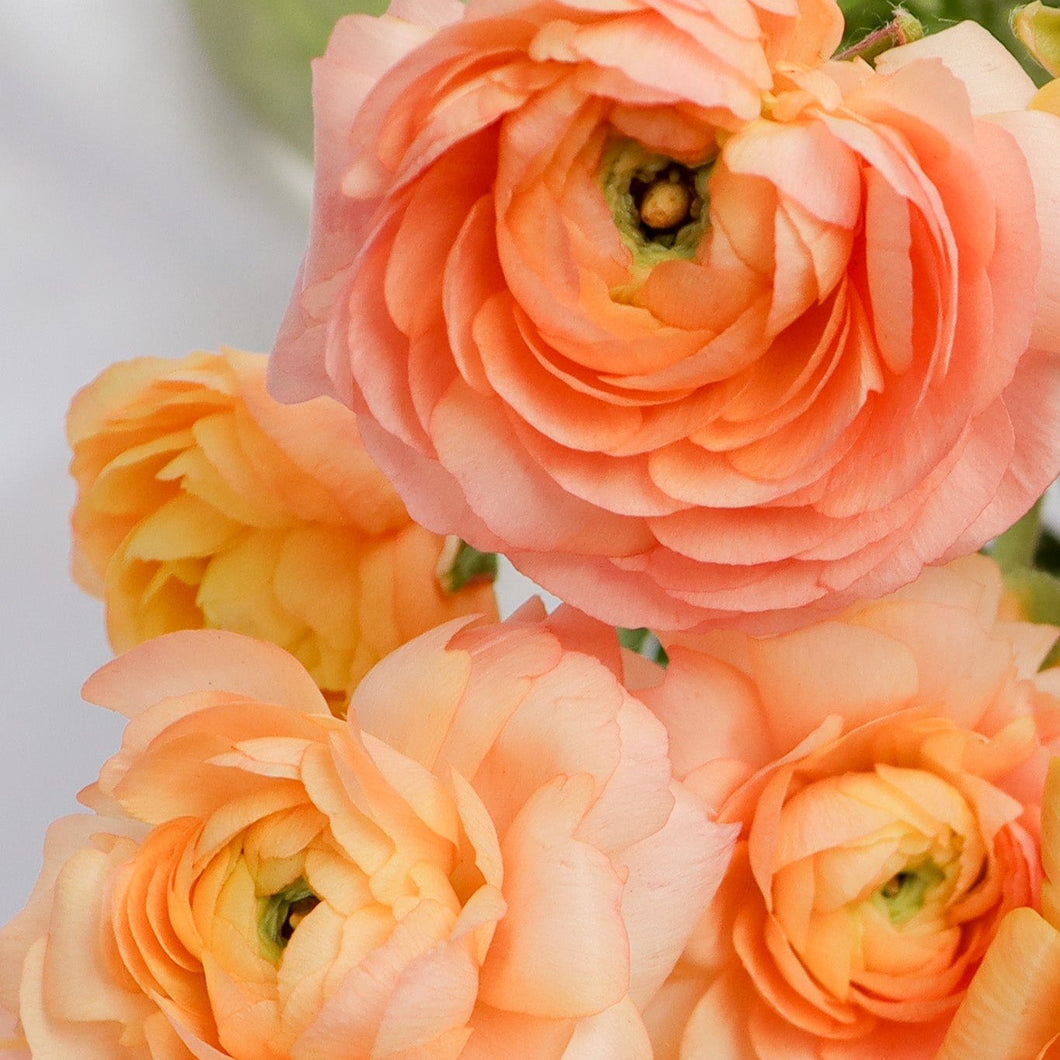 Ranunculus Corms -  Amandine Salmon