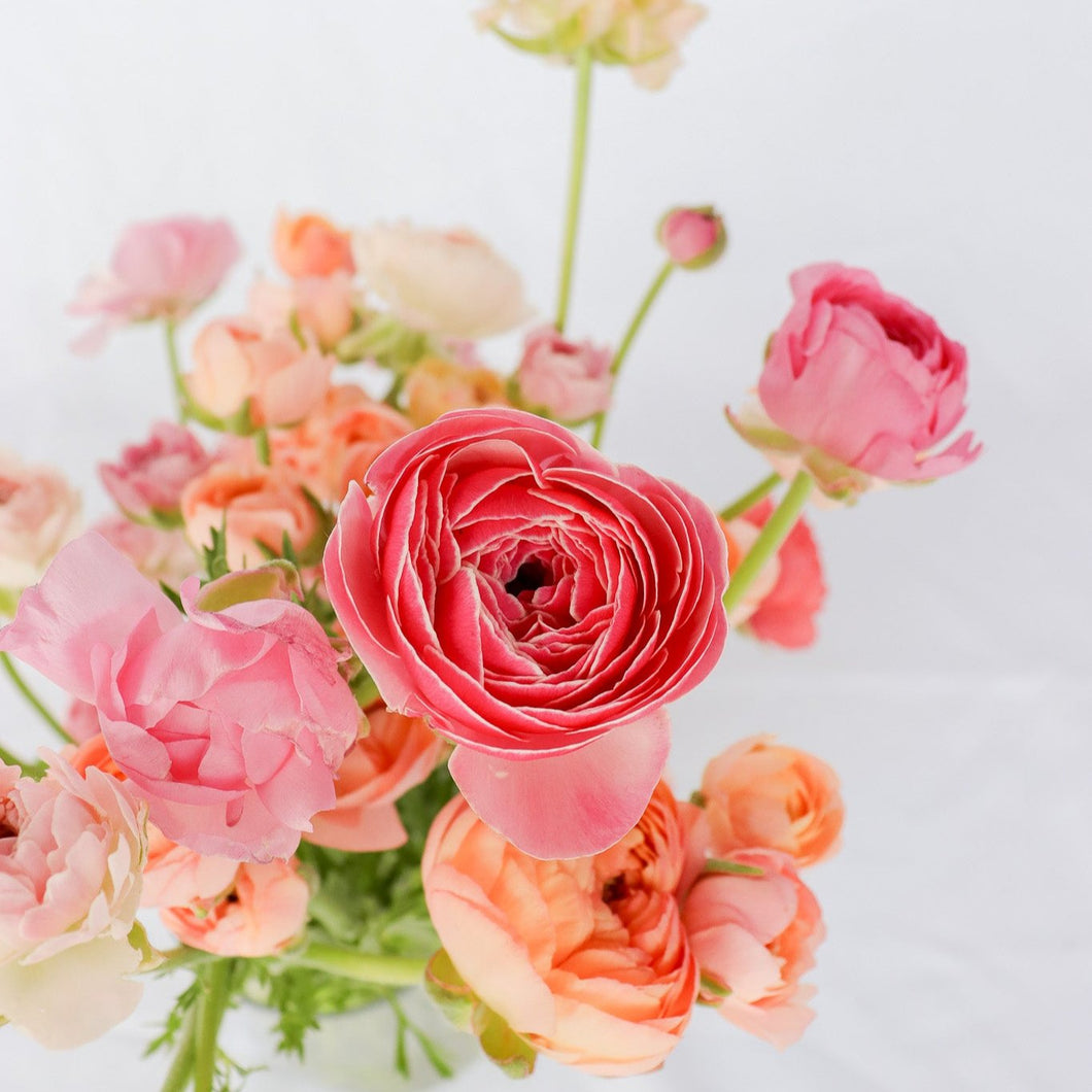 Ranunculus Corms - Amandine Porcelaine