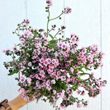 Load image into Gallery viewer, Forget Me Nots - Mystery Rose Seed
