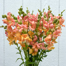 Load image into Gallery viewer, Snapdragon - Chantilly Light Salmon Seed
