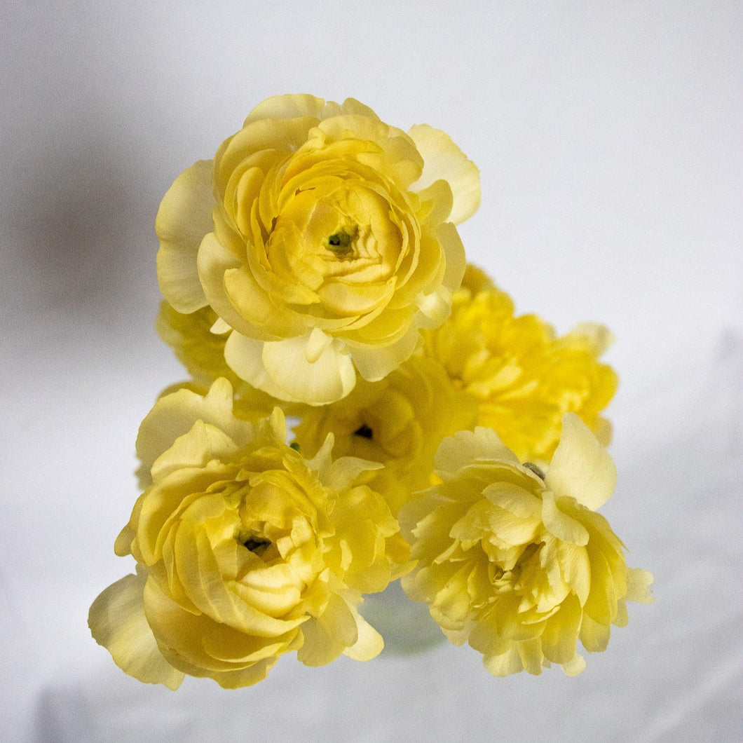 Ranunculus Corms - Amandine Pastel Lemon