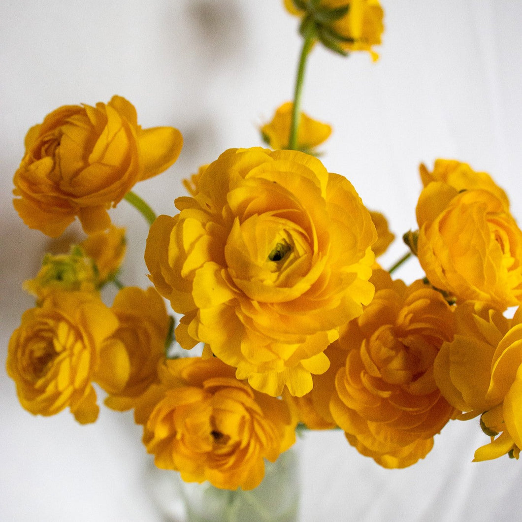 Ranunculus Corms -  Amandine Gold