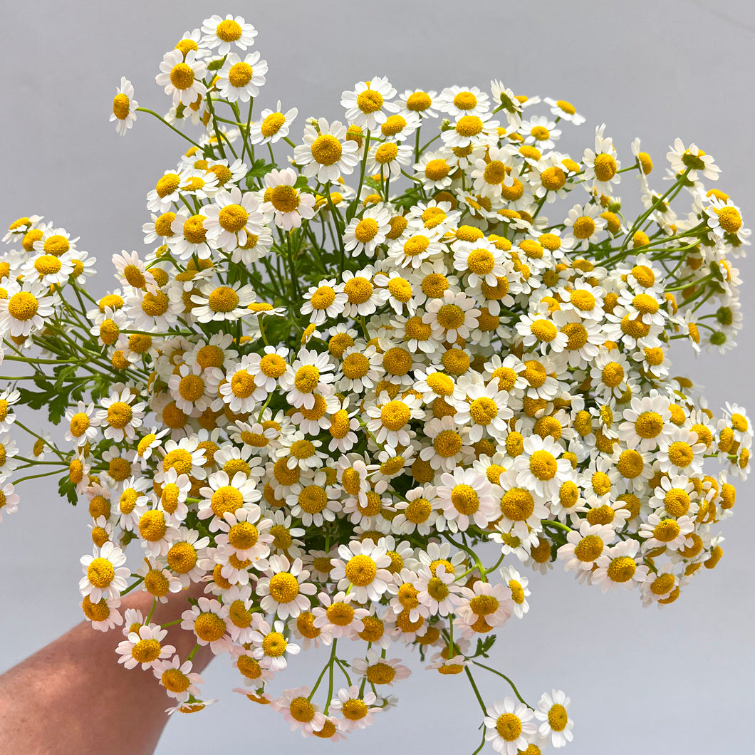 Feverfew (Chrysanthemum) - Magic Single Seed