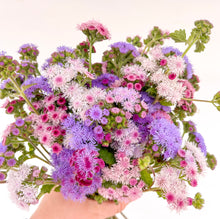 Load image into Gallery viewer, Ageratum - Timeless Mix Seed

