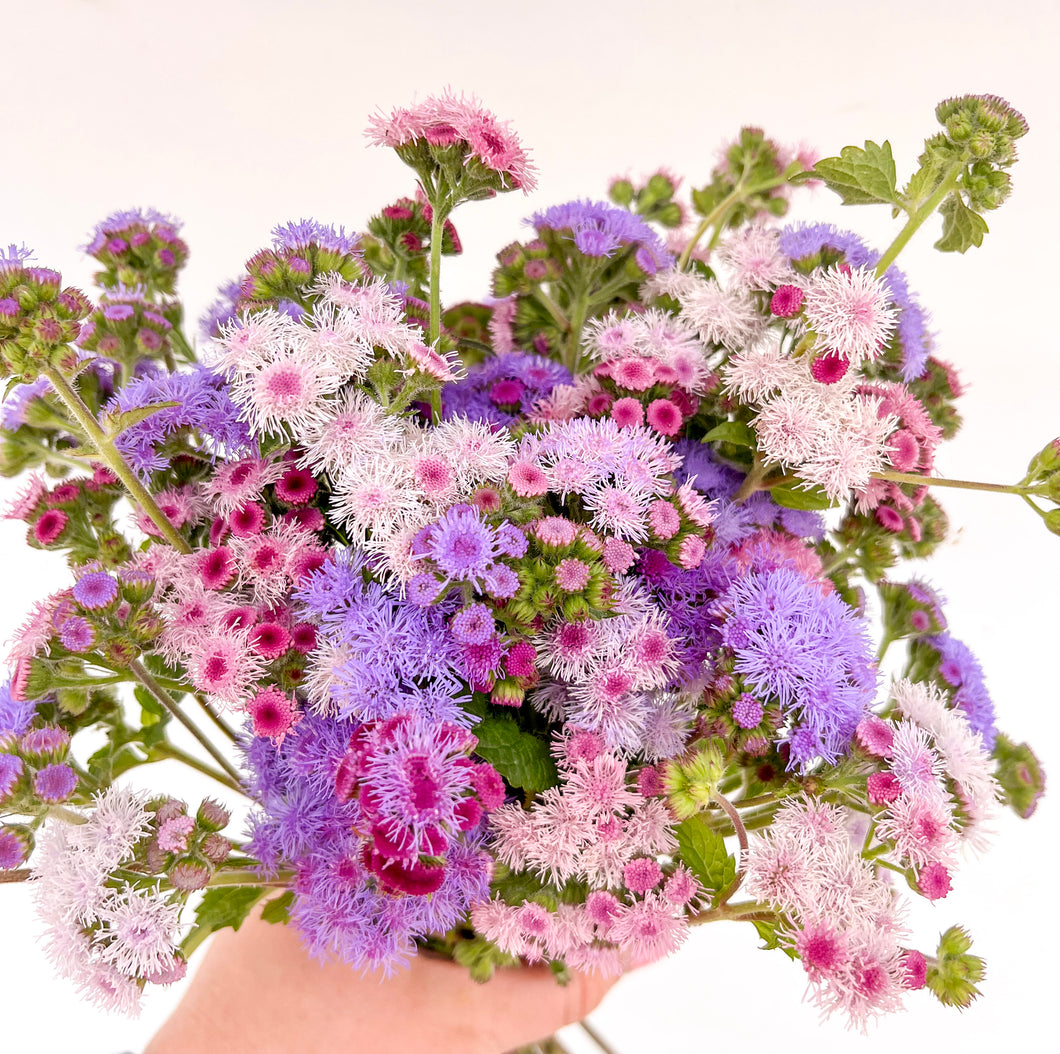 Ageratum - Timeless Mix Seed
