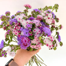 Load image into Gallery viewer, Ageratum - Timeless Mix Seed
