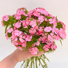 Load image into Gallery viewer, Dianthus - Sweet Pink Seed
