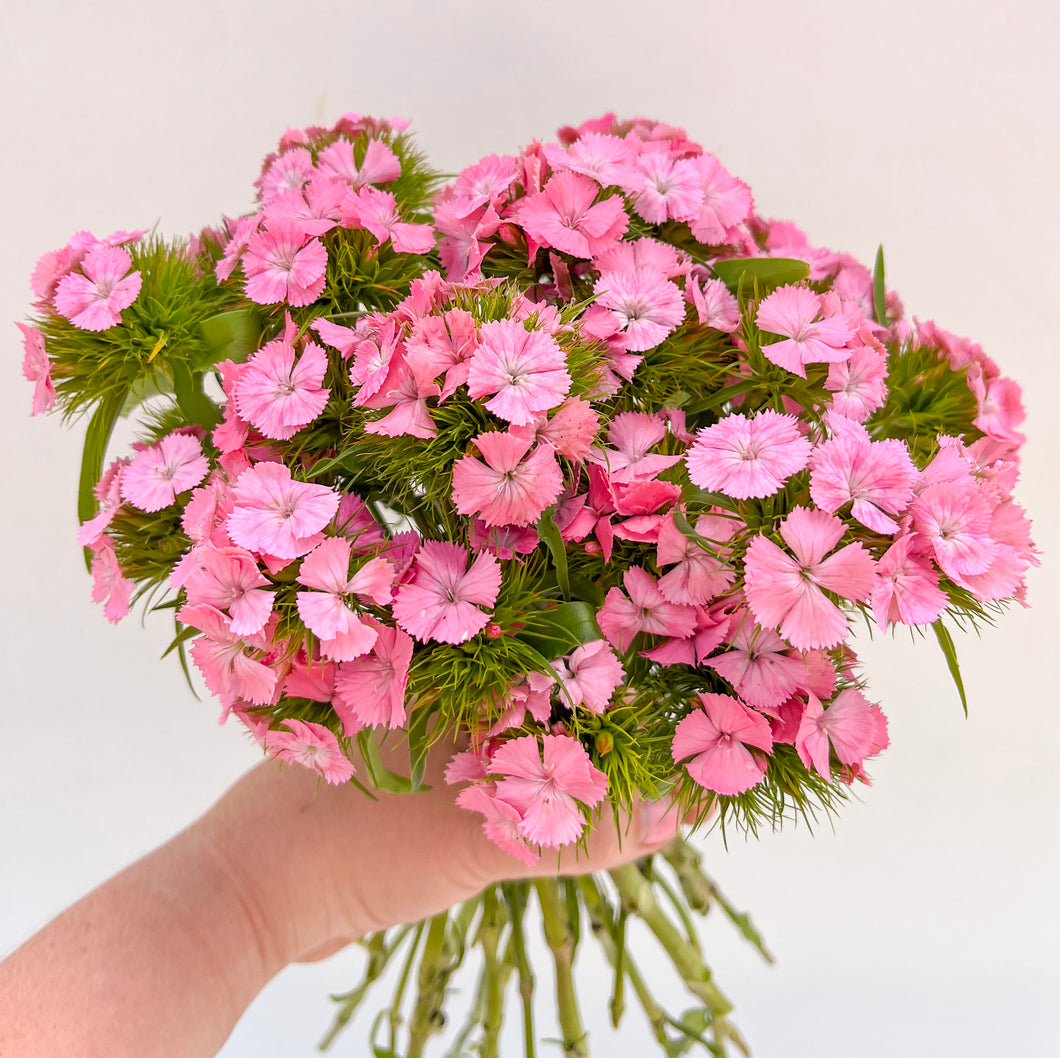 Dianthus - Sweet Pink Seed