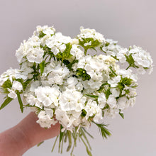 Load image into Gallery viewer, Dianthus - White Seed
