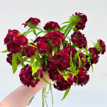 Load image into Gallery viewer, Dianthus - Sweet Black Cherry Seed
