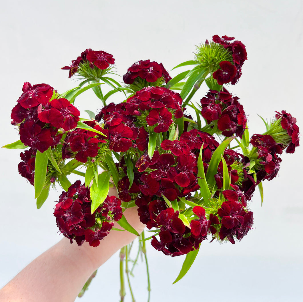 Dianthus - Sweet Black Cherry Seed