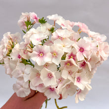 Load image into Gallery viewer, Phlox - Blushing Bride Seed
