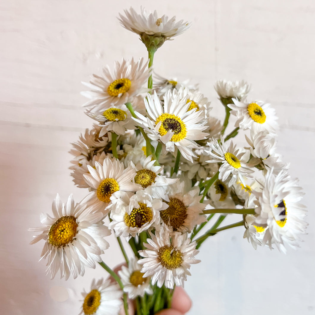 Helipterum (Paper Daisy) - Pierrot White Seed